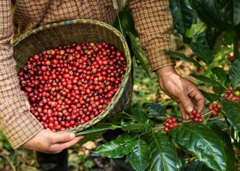 Após fortes altas, mercado cafeeiro inicia 3ª feira (26) com ganhos moderados e realização de lucros