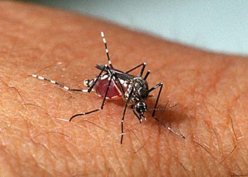 Prefeitura alerta para período de reprodução do mosquito da dengue em Jaguaré