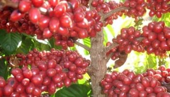 Robusta fecha com leve alta nesta 5ª feira (28) e amplia ganhos expressivos das última sessões