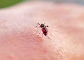 Dengue: Brasil registrou mais de 6,6 milhões de casos em 2024