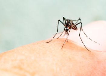 Opas emite alerta para risco de surtos de dengue 3 nas Américas