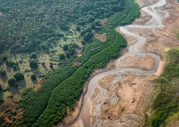 Pesquisa com bactérias na Amazônia pode desenvolver novos medicamentos