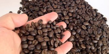 Concurso de Qualidade do Café Conilon de Jaguaré: Prefeitura lança regulamento da 4ª edição