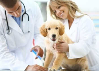 Campanha de vacinação antirrábica imuniza mais de 5 mil animais em São Gabriel da Palha e terá “Dia D” em 4 de outubro