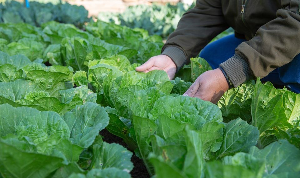 Primavera aumenta chuvas e temperaturas no Espírito Santo; veja impactos na agropecuária