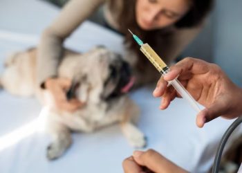 Amanhã é Dia D de Vacinação Antirrábica em Nova Venécia