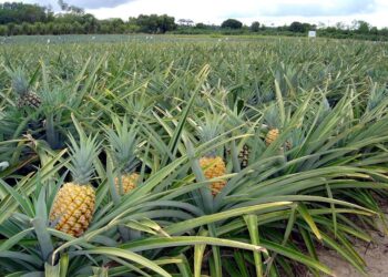 Você sabe quais são os principais produtores de abacaxi do Espírito Santo?