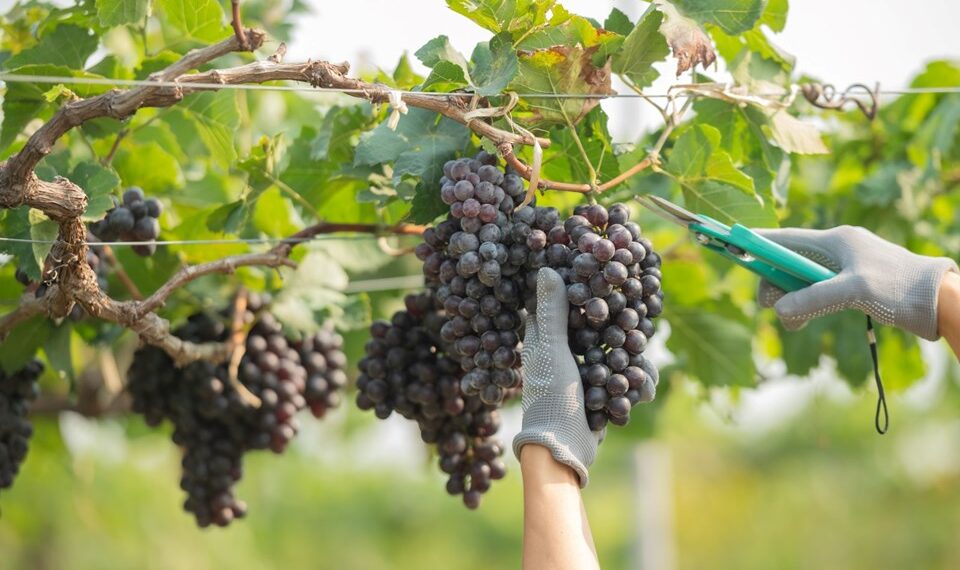 Viticultura está presente em 29 municípios capixabas