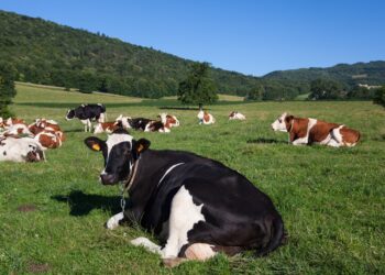 Quer melhorar o rebanho com tecnologia de ponta? Saiba como participar do edital PIVE, programa de embriões in vitro para produção de leite