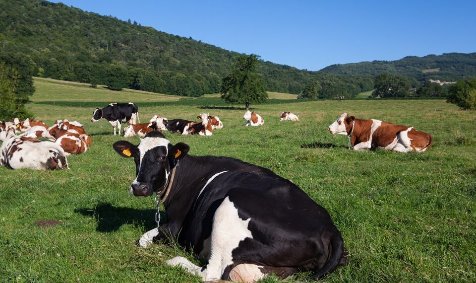 Quer melhorar o rebanho com tecnologia de ponta? Saiba como participar do edital PIVE, programa de embriões in vitro para produção de leite