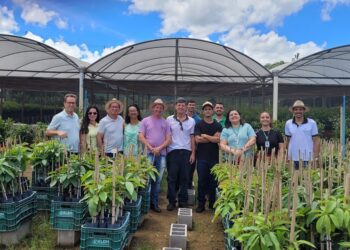 Incaper e produtores investem em boas práticas para qualificar mudas de abacate