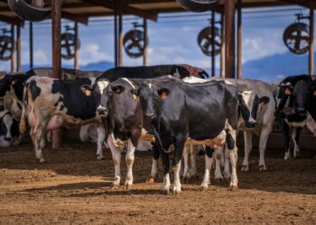Programa de Embriões In Vitro: Seag divulga resultados preliminares do 4º ciclo
