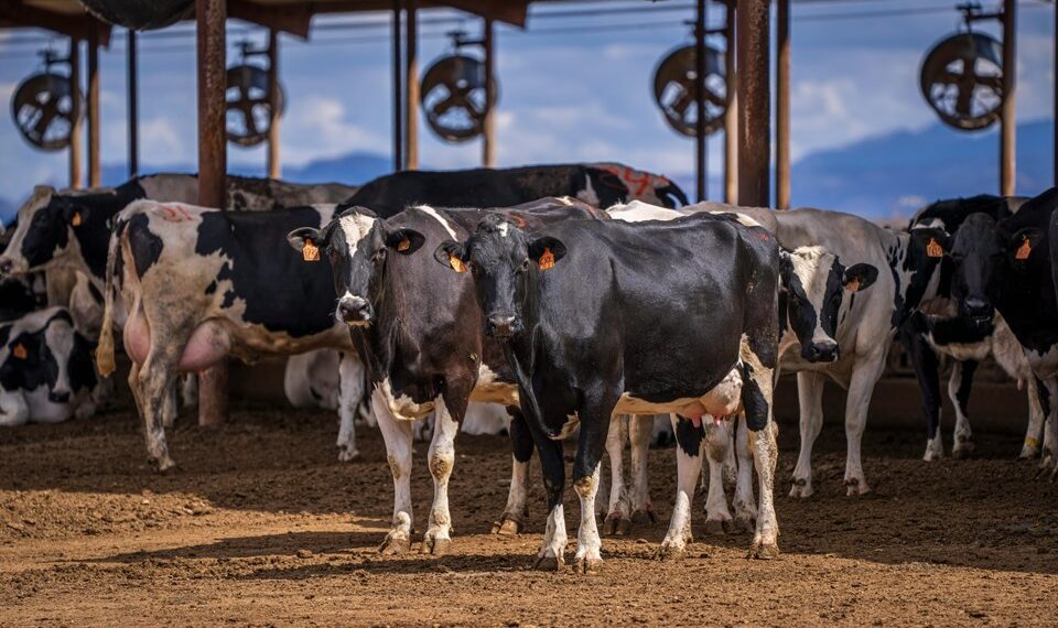 Programa de Embriões In Vitro: Seag divulga resultados preliminares do 4º ciclo