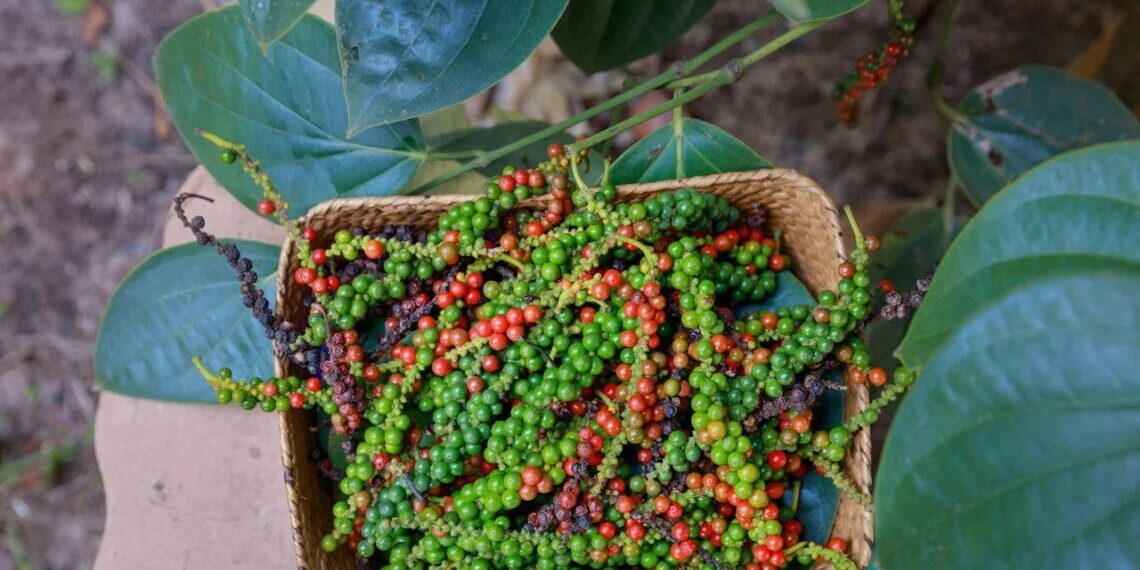 Produtor do ES investe em secador a gás para pimenta-do-reino e busca maior valor agregado