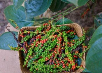 Produtor do ES investe em secador a gás para pimenta-do-reino e busca maior valor agregado