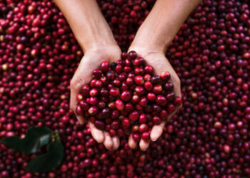 Mercado agropecuário do ES começa o dia com recuo no café e ajustes na pecuária