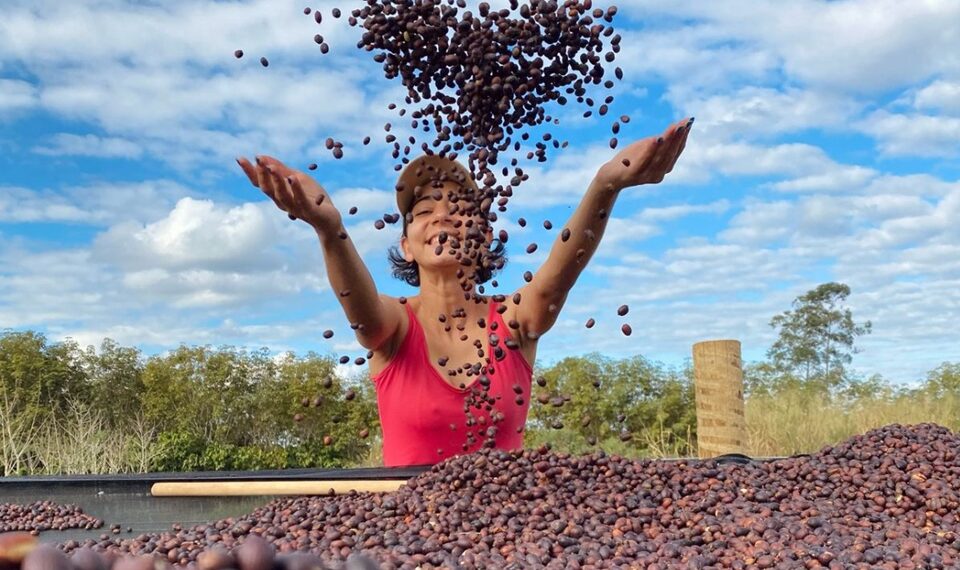 Primeira estimativa oficial de safra 2026 indica crescimento da produção de café no Espírito Santo