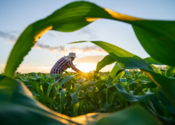 Crédito rural para a agricultura familiar capixaba supera R$ 1,9 bilhão em sete meses do ano-safra 2025/2026