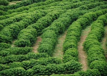 Projeto de Cafeicultura Sustentável fortalece produção e qualidade do café capixaba