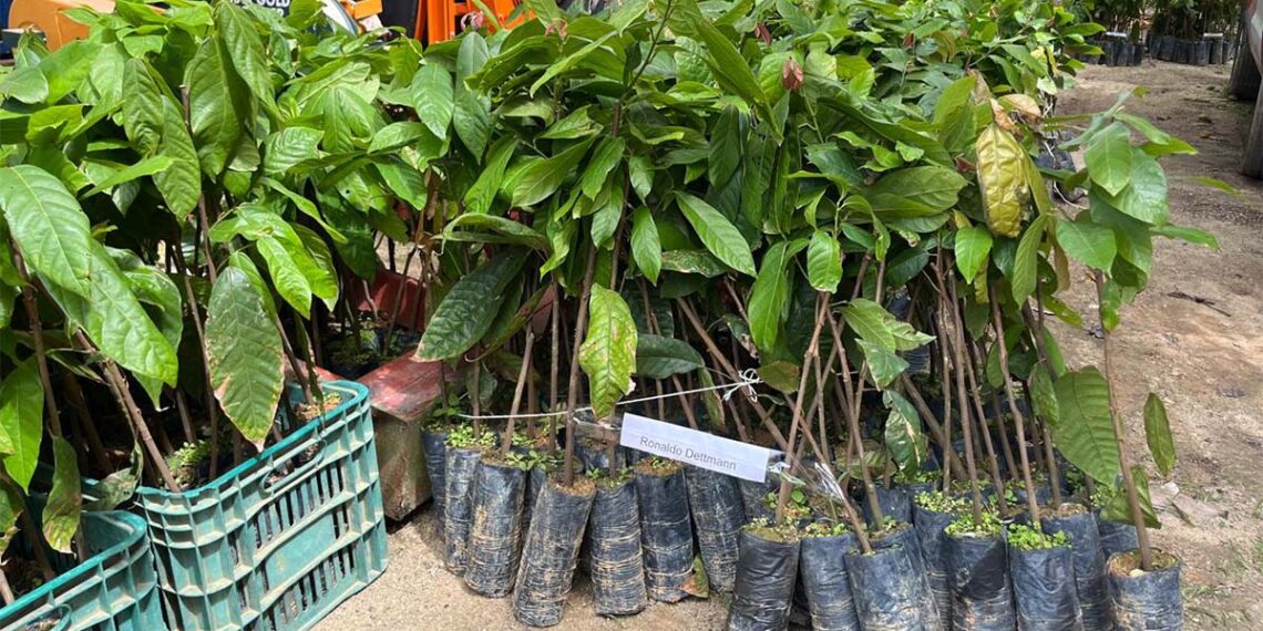 Guaçuí e Jerônimo Monteiro terão entrega de mudas na segunda