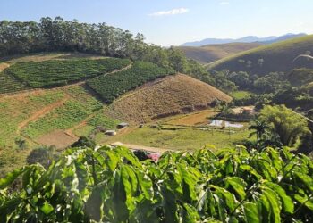 Pesquisa genética transforma cafeicultura capixaba com clones de alta produtividade