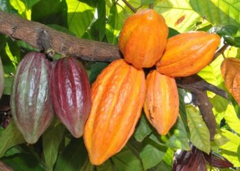 Espírito Santo é o 3º maior produtor de cacau do país e registra crescimento de 295% em uma década