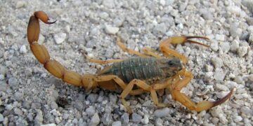 Bebê de 1 ano e 2 meses em estado grave após picada de escorpião é transferido de helicóptero para hospital em Vitória