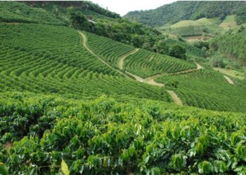 Dia Mundial do Café: Espírito Santo é maior produtor e exportador de conilon do Brasil