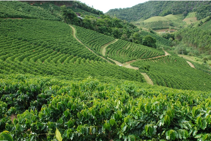 Dia Mundial do Café: Espírito Santo é maior produtor e exportador de conilon do Brasil