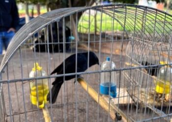 Polícia Federal cumpre seis mandados de busca e apreensão contra tráfico de animais no ES