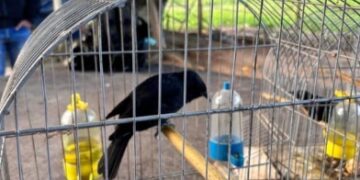 Polícia Federal cumpre seis mandados de busca e apreensão contra tráfico de animais no ES