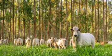 Dia Nacional do Boi: Espírito Santo tem rebanho de 2,17 milhões de cabeças e movimenta R$ 1,1 bilhão