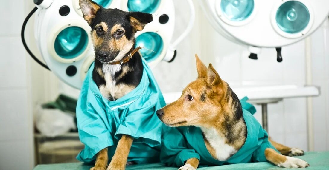 Programa Pet Vida de Jaguaré oferece 84 vagas para castração gratuita de animais