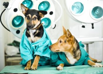 Programa Pet Vida de Jaguaré oferece 84 vagas para castração gratuita de animais