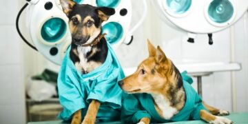 Programa Pet Vida de Jaguaré oferece 84 vagas para castração gratuita de animais