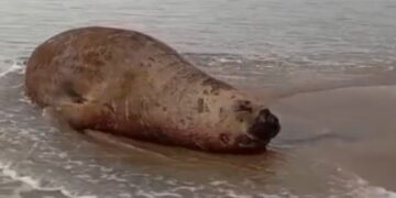 Elefante-marinho é avistando na praia de Conceição da Barra, no Norte do ES