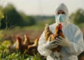 Governo do ES prorroga por 180 dias estado de emergência contra gripe aviária (H5N1)