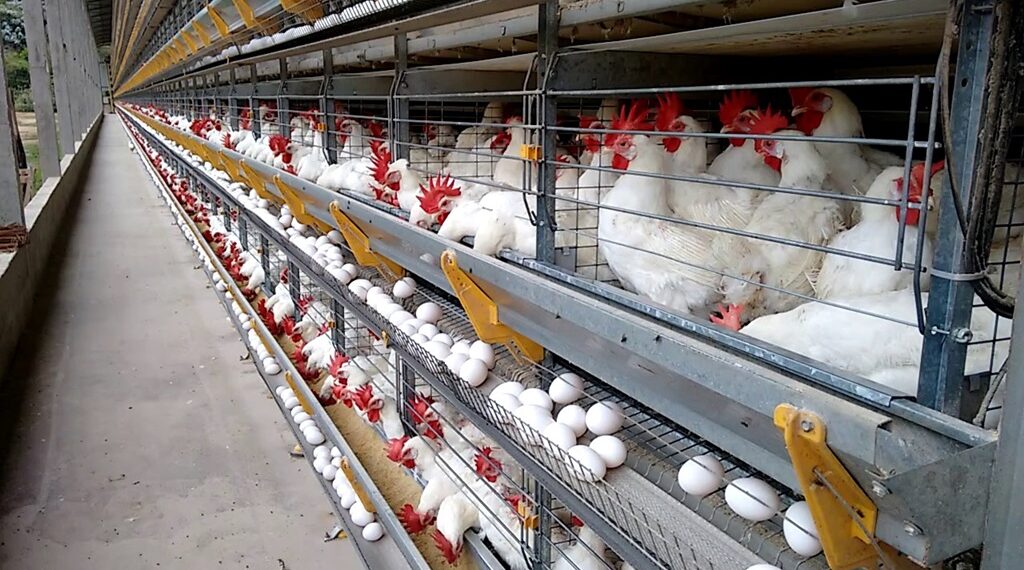 Produção capixaba de ovos chega a 12,5 milhões por dia; Santa Maria de Jetibá responde por 91%