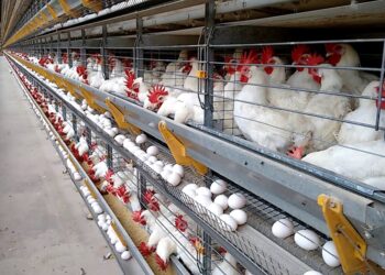 Produção capixaba de ovos chega a 12,5 milhões por dia; Santa Maria de Jetibá responde por 91%