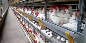 Produção capixaba de ovos chega a 12,5 milhões por dia; Santa Maria de Jetibá responde por 91%