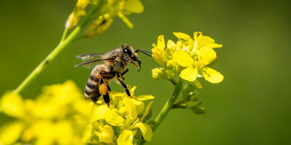 Dia Mundial das Abelhas: polinização é essencial para café, cacau e hortifrutigranjeiros no ES