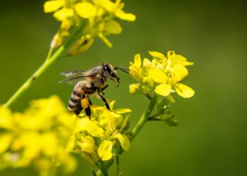 Dia Mundial das Abelhas: polinização é essencial para café, cacau e hortifrutigranjeiros no ES