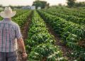 Crédito rural no ES soma R$ 8,31 bilhões em 11 meses, maior valor da série histórica